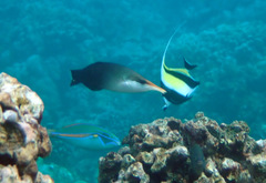 Stethojulis balteata