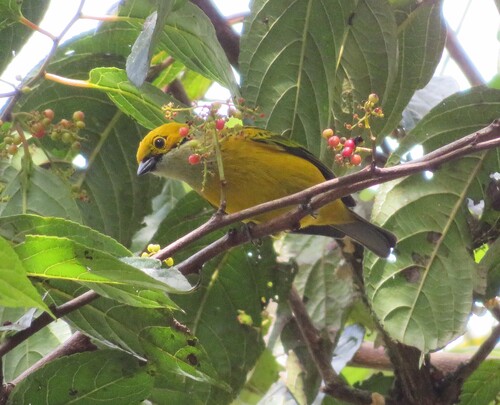 Silver-throated Tanager (Tangara icterocephala), photo 8