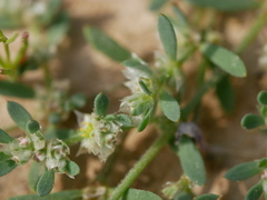 Paronychia arabica