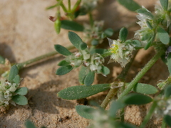 Paronychia arabica