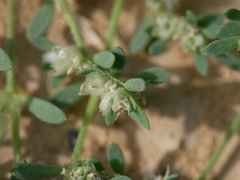 Paronychia arabica