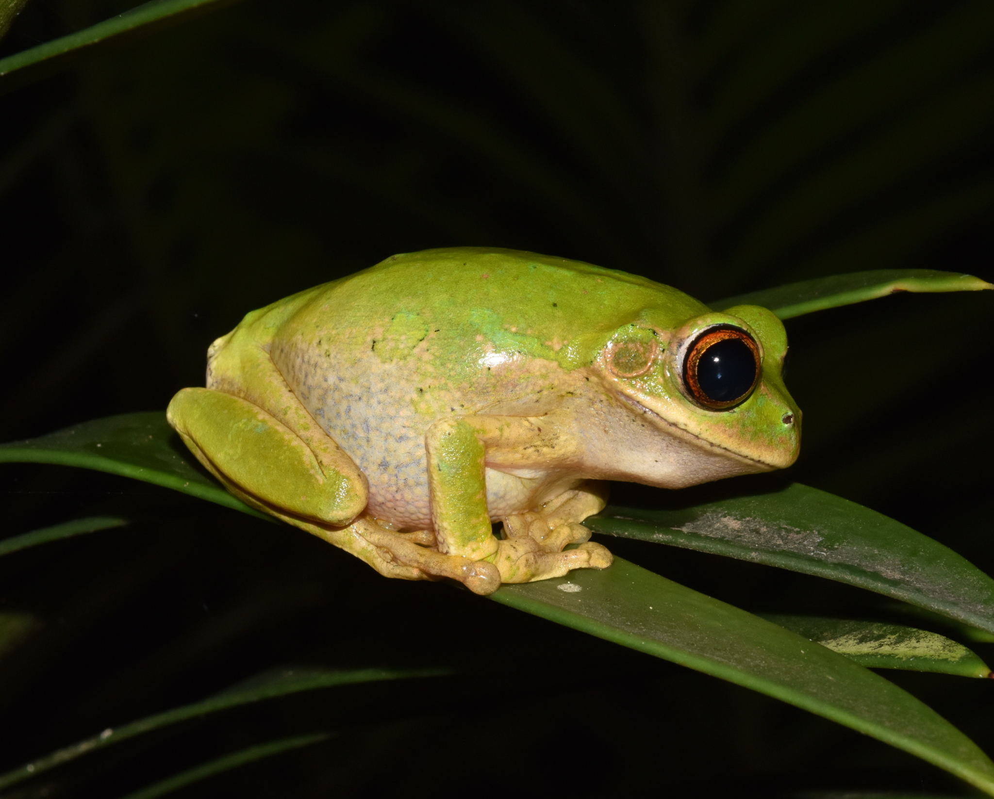 Leptopelis natalensis (Smith, 1849)