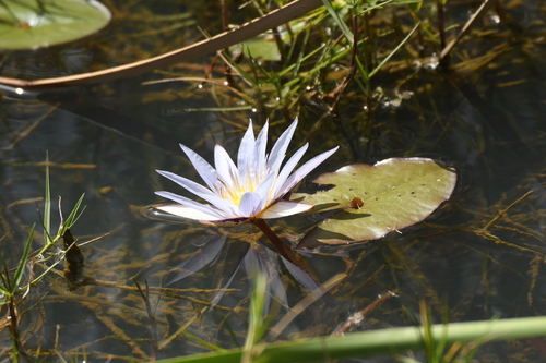 Blue Egyptian Lotus