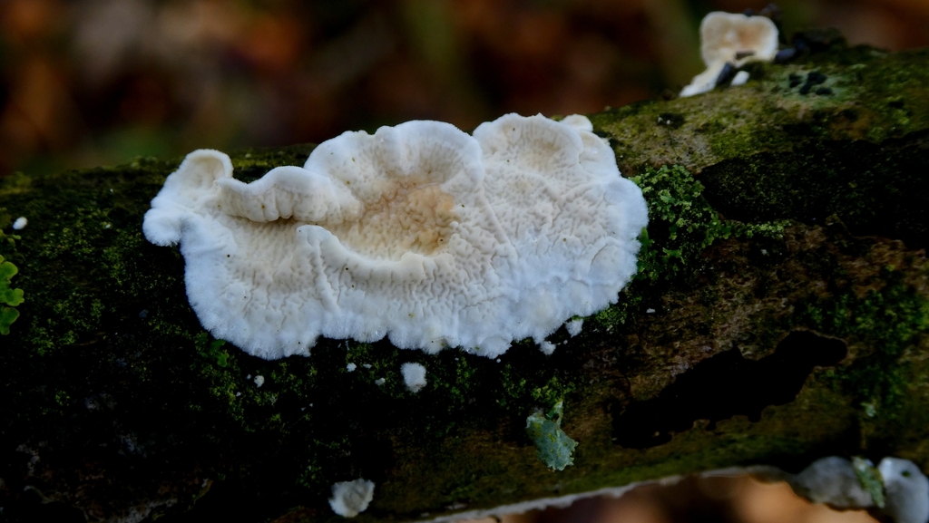 Byssomerulius corium · February 2026 · photo: © patricklm35 (iNaturalist, cc0)