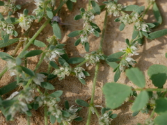 Paronychia arabica