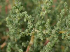 Caroxylon imbricatum