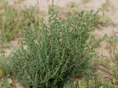 Caroxylon imbricatum