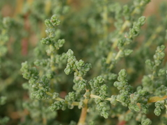 Caroxylon imbricatum