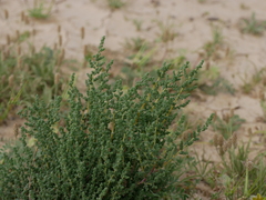 Caroxylon imbricatum
