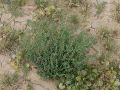 Caroxylon imbricatum