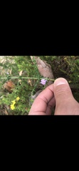 Prostanthera spinosa