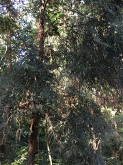 Calocedrus formosana
