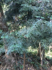 Calocedrus formosana