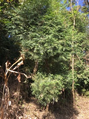 Calocedrus formosana