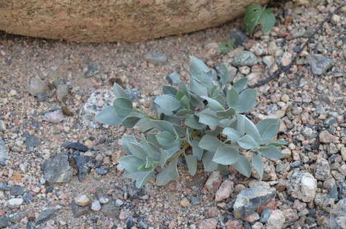 Ammopiptanthus