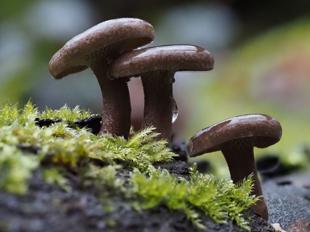 Lentinus brumalis · February 2026 · photo: © vincent_b (iNaturalist, cc-by)