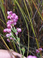 Erica melanacme