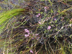 Erica melanacme