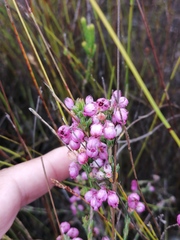 Erica melanacme