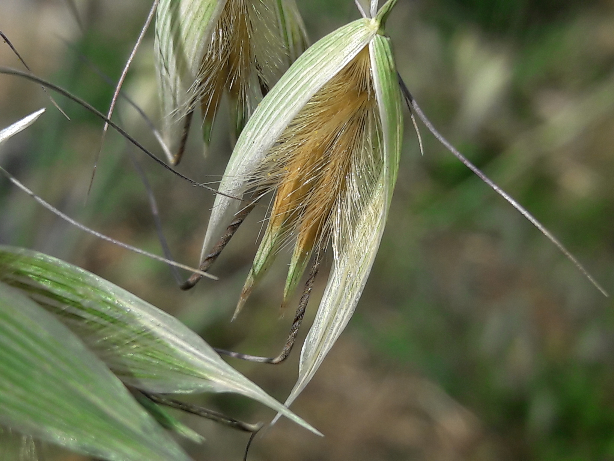 Avena sterilis