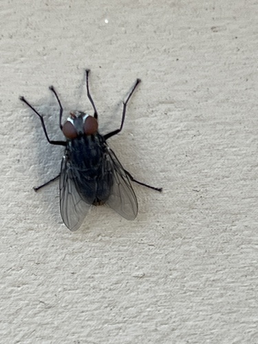 Fly photo 4