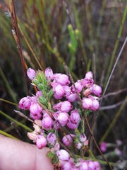 Erica melanacme