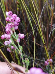 Erica melanacme