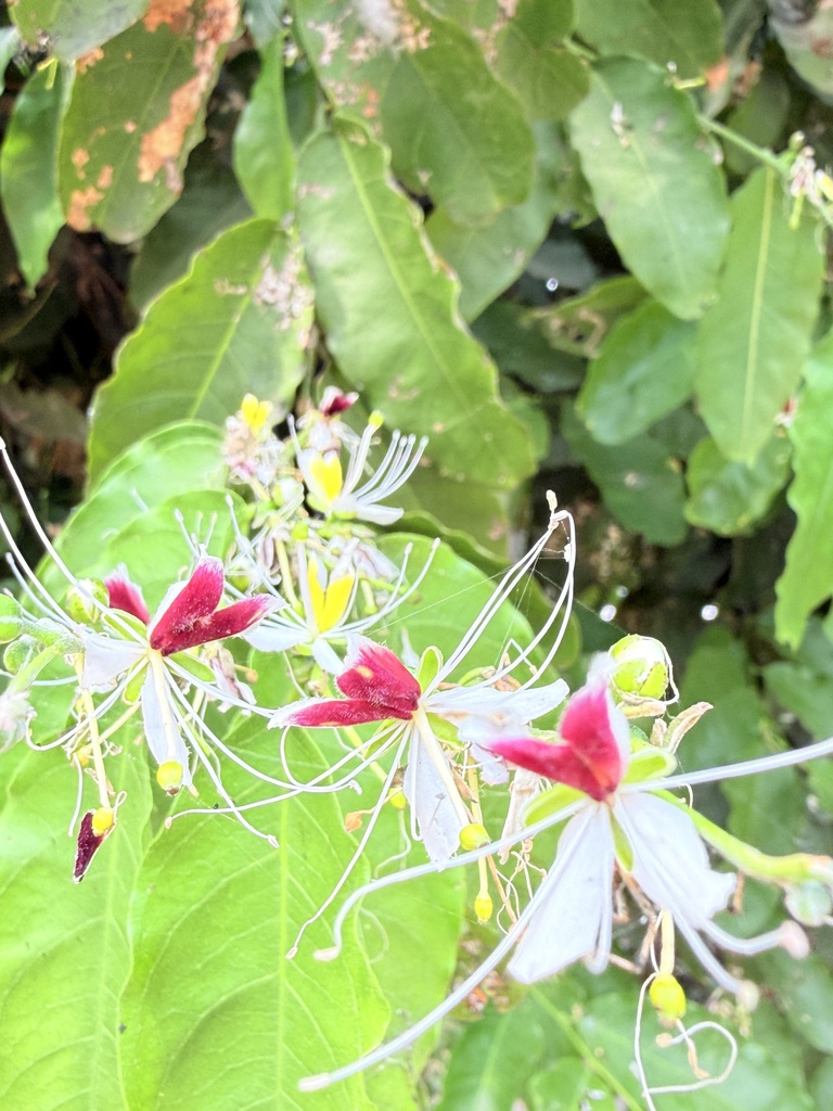Cáp gai nhỏ – Capparis micracantha