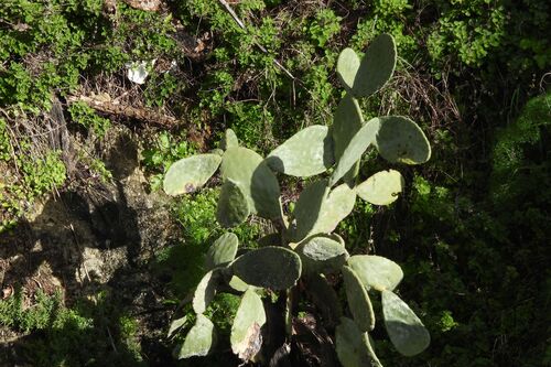 Avistamiento Chumbera (Opuntia ficus-indica)