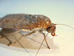 Austrocarea iocephala