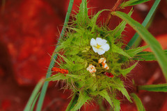 Crabbea angustifolia