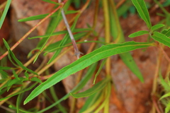 Crabbea angustifolia