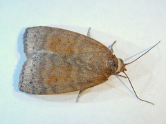 Austrocarea iocephala