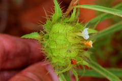 Crabbea angustifolia