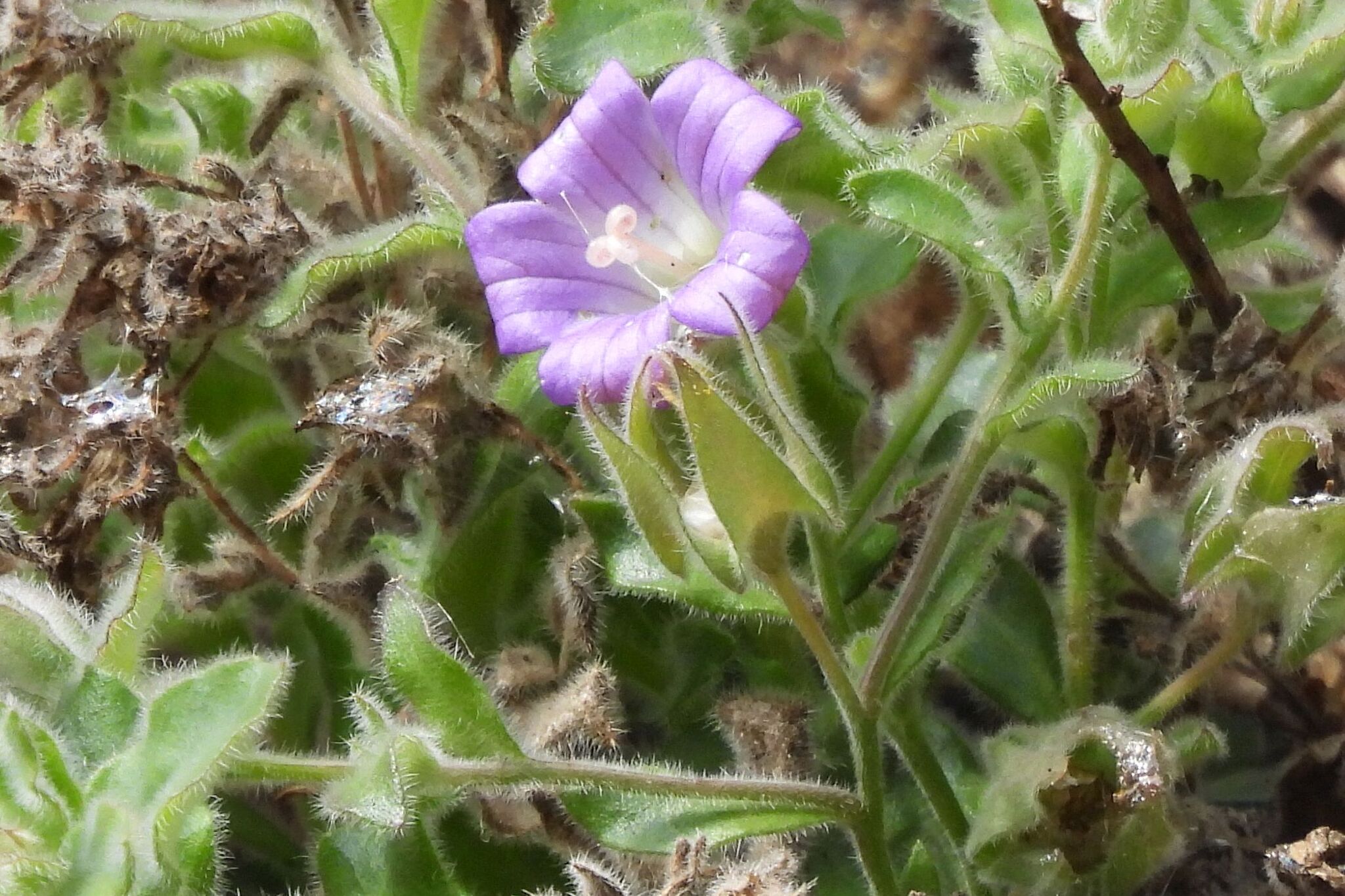 Campanilla de roca