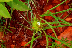 Crabbea angustifolia