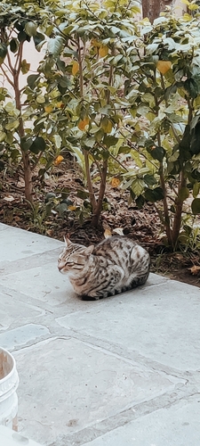 Domestic Cat