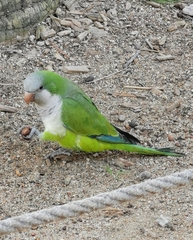 Myiopsitta monachus