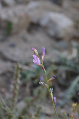 Astragalus managildensis
