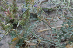 Astragalus managildensis