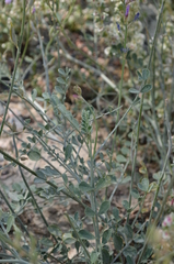 Astragalus managildensis