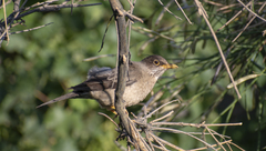 Turdus falcklandii
