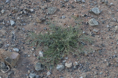 Astragalus managildensis