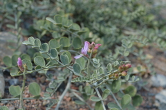 Astragalus managildensis