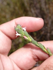Gnidia spicata