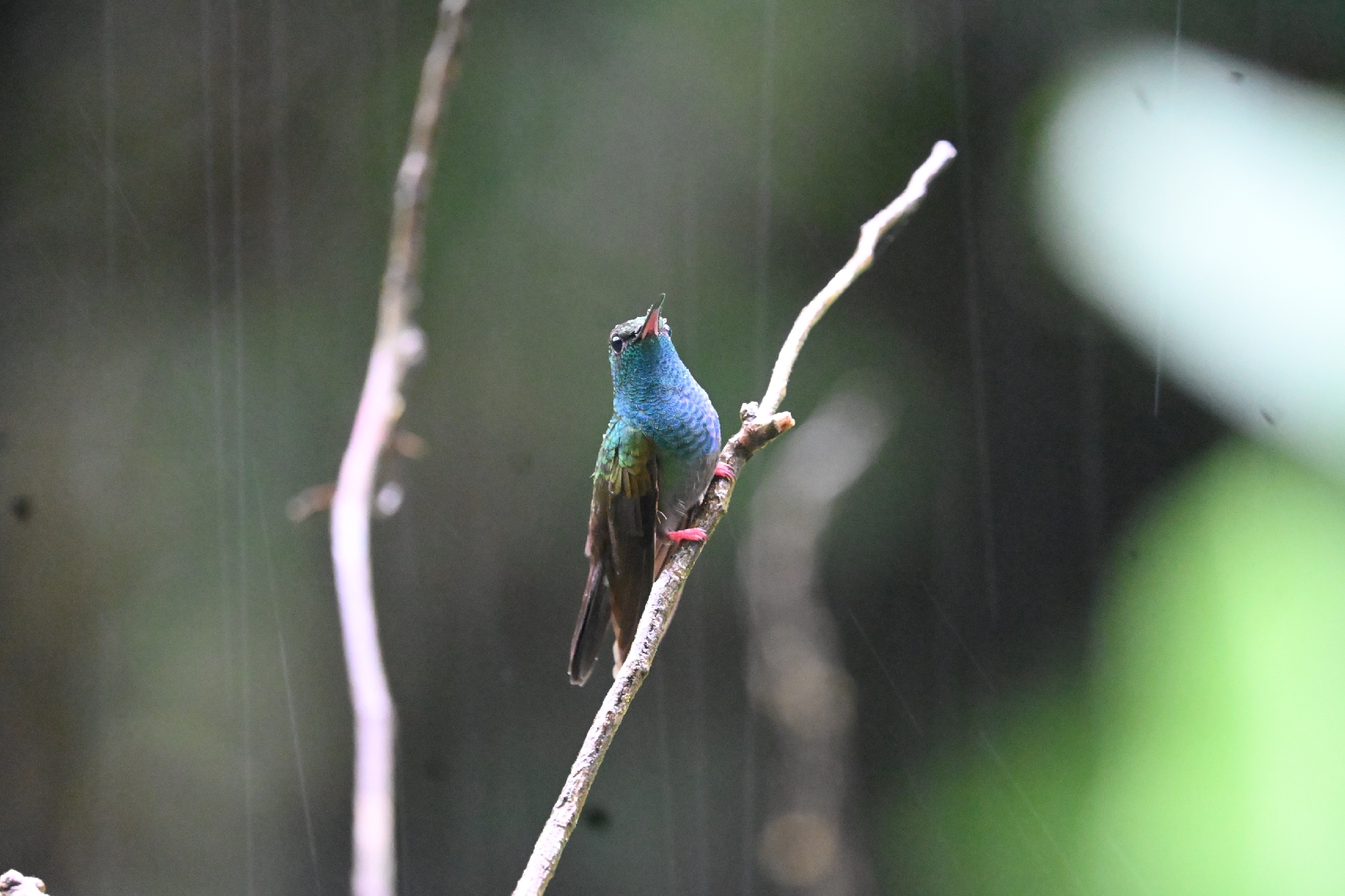 Bronze-tailed Plumeleteer (Chalybura urochrysia), photo 3