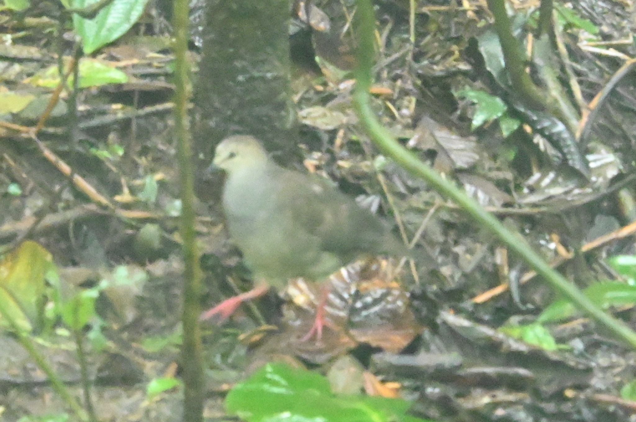Grey-chested Dove (Leptotila cassinii), photo 4