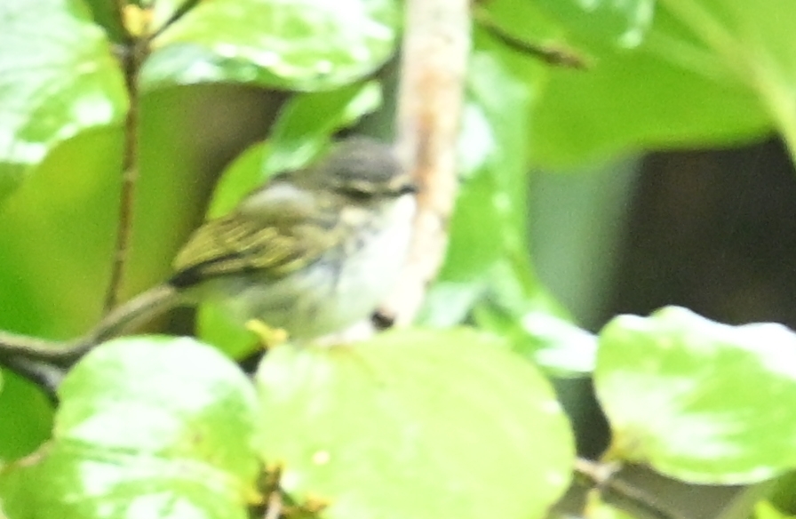 Guatemalan Tyrannulet (Zimmerius vilissimus), photo 4