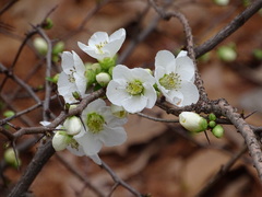 Chaenomeles × superba