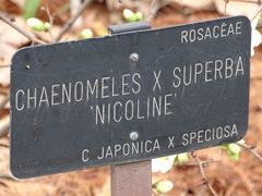 Chaenomeles × superba